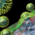 单纯疱疹病毒的生命周期