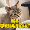 猫咪剃毛后，都长什么样