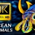 鱼类和海洋动物纪录片 优美的姿态 流连忘返