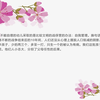 《看上去很美