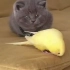 小奶猫和小鸟之间的可爱互动