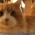 【中德字幕】猫真的爱我们吗 | WDR