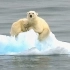 令人心痛！2050年北极海冰可能完全消失 震撼画面公布