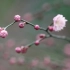 【植物世界】梅花（1080p）