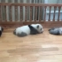 小熊猫睡觉 吖