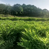 寻合适地块，建药材种植基地