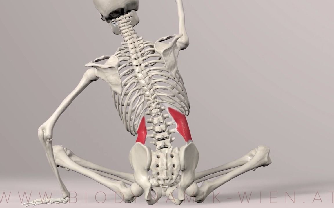腰方肌-腰部核心系列肌群 运动解剖学