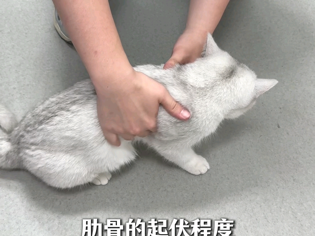 居家自测猫咪胖瘦