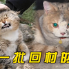 第一批回村的猫咪，有的血脉觉醒，有的早已开始摆烂