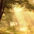 （无水印）风景治愈素材《Illuminate》|丁达尔效应|阳光|森林|雾——“光是最好的画笔”