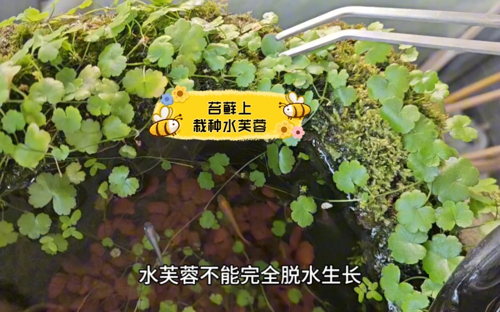 苔藓上怎么种上水芙蓉？