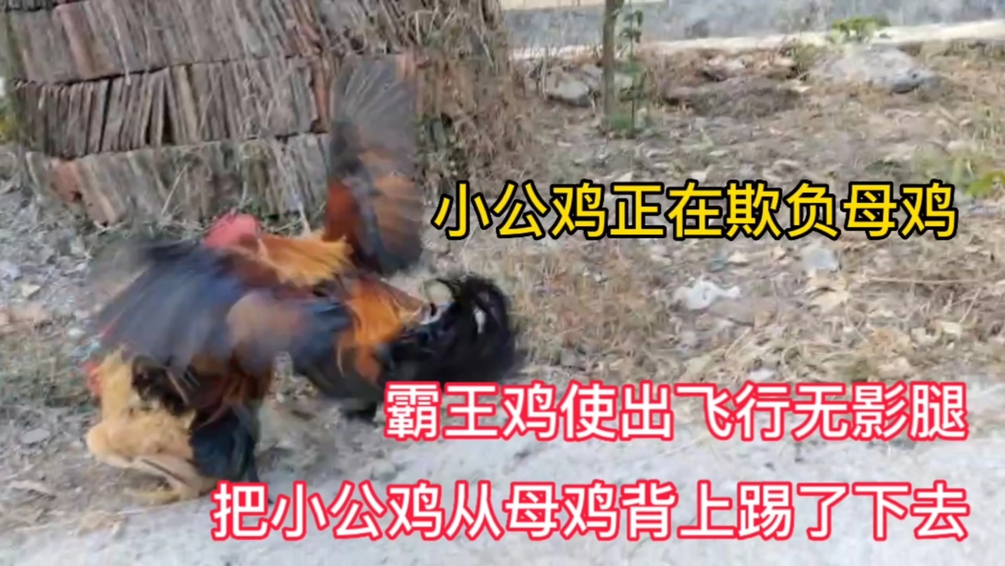 小公鸡欺负母鸡,霸王鸡使出无影腿把它从母鸡背上踢
