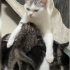 猫：我也是第一次当妈，为啥要让着你