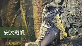 爬宠店在哪里 649b7922dfbc4ba88b61c22ef88eae09c228f742.jpg@280w_158h_1c_100q.jpg