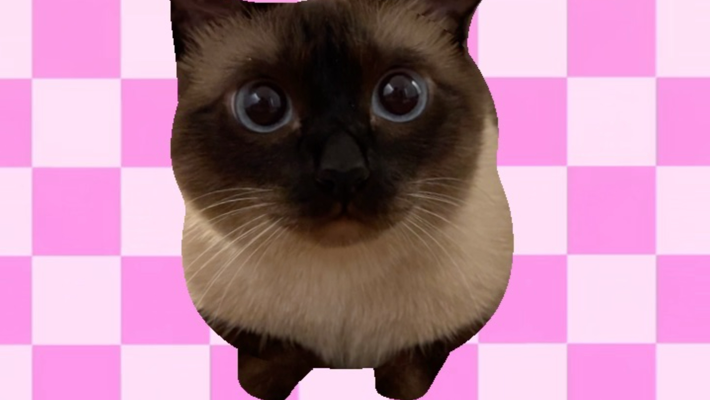小猫已被生活磨去妙脆角