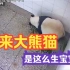 真实记录：大熊猫生宝宝