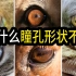 为什么动物的瞳孔形状不同？有圆的、竖条的、横条的