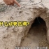 在沙漠土壤化基地发现了洞穴！猜猜是什么动物的洞呢？