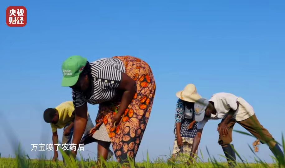 累累硕果！中国技术助力非洲一地水稻增产近800%