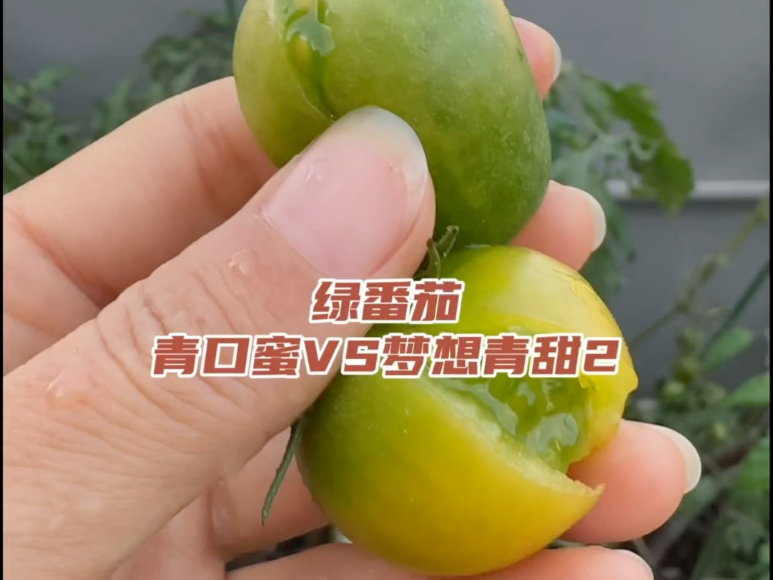 绿番茄之青口蜜和梦想青甜2哪个口感更好？你更喜欢哪一个？