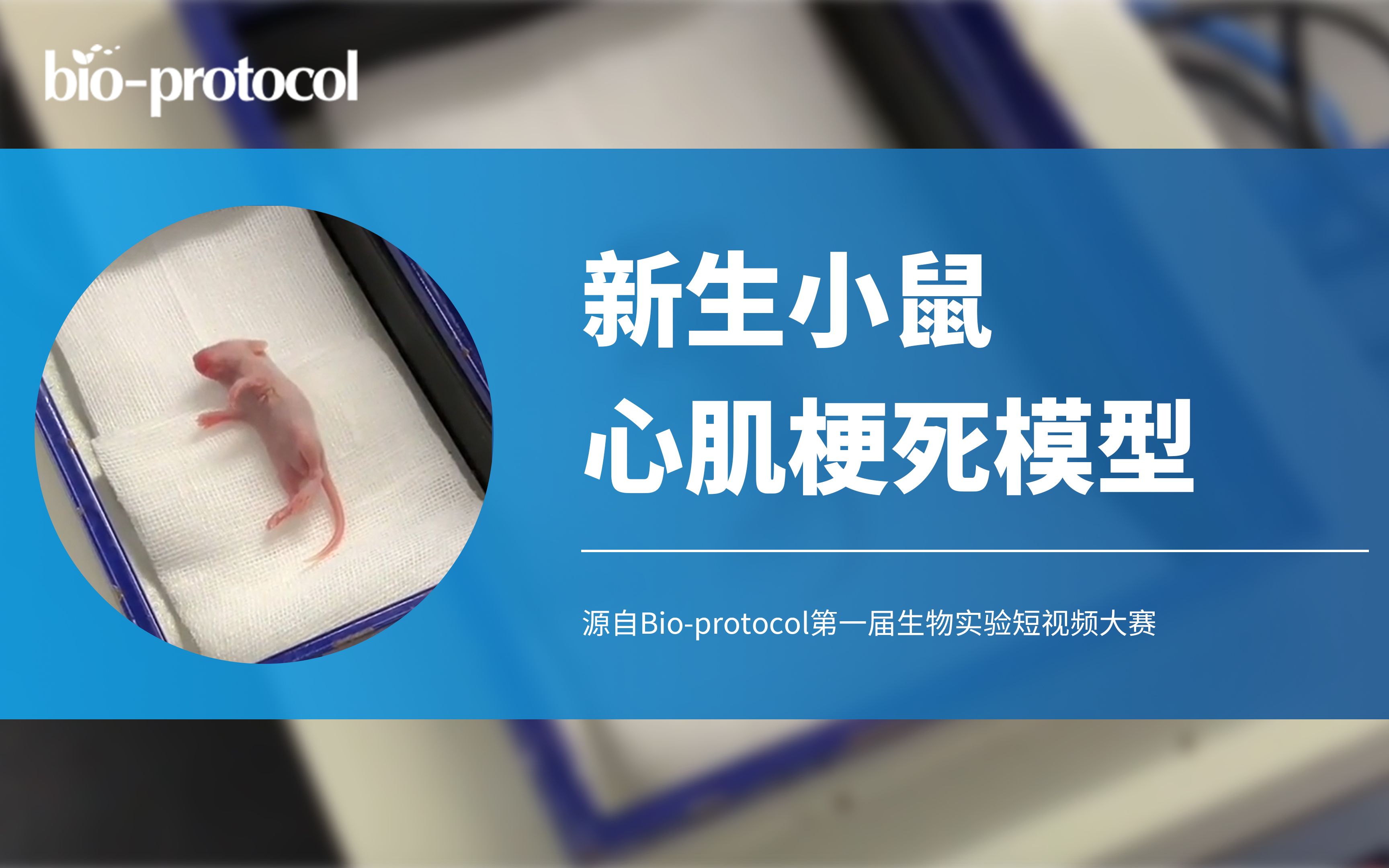 【Bio-protocol】新生小鼠心肌梗死模型