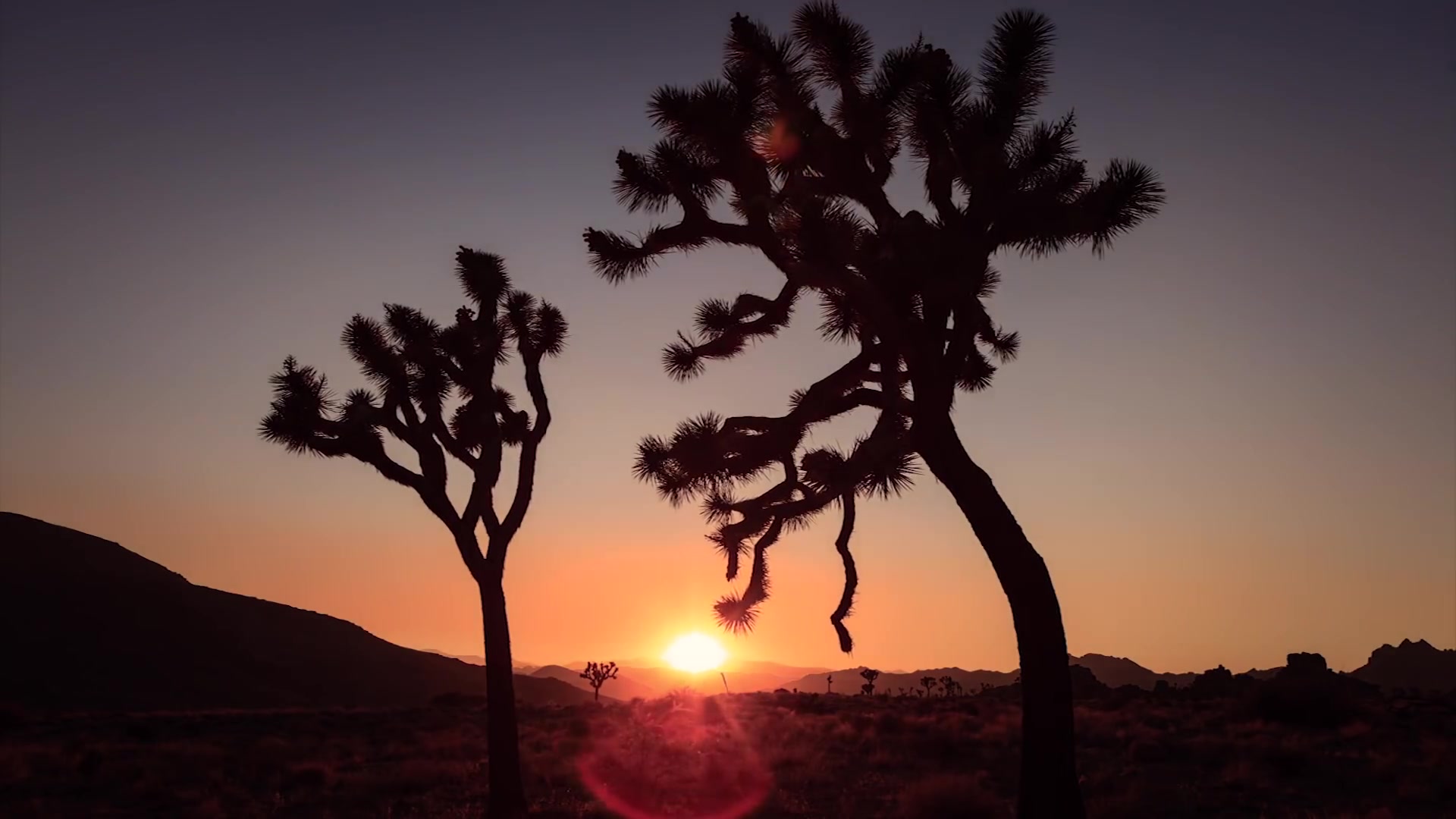 【最美树木】约书亚树joshua tree during the 2013 perseid meteor