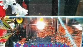 鱼缸什么时候加氧 64d9d58ca8496c9bdf228c5fe1f77154f88feca1.jpg@280w_158h_1c_100q.jpg