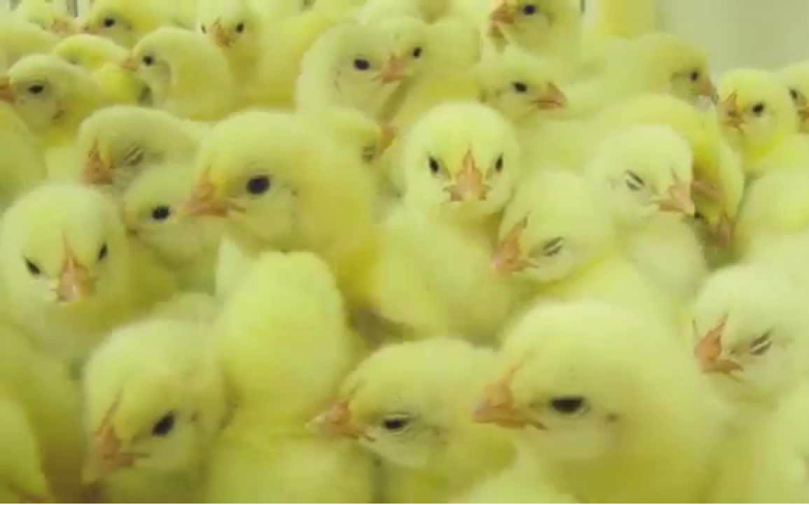 关于继父的视频合集