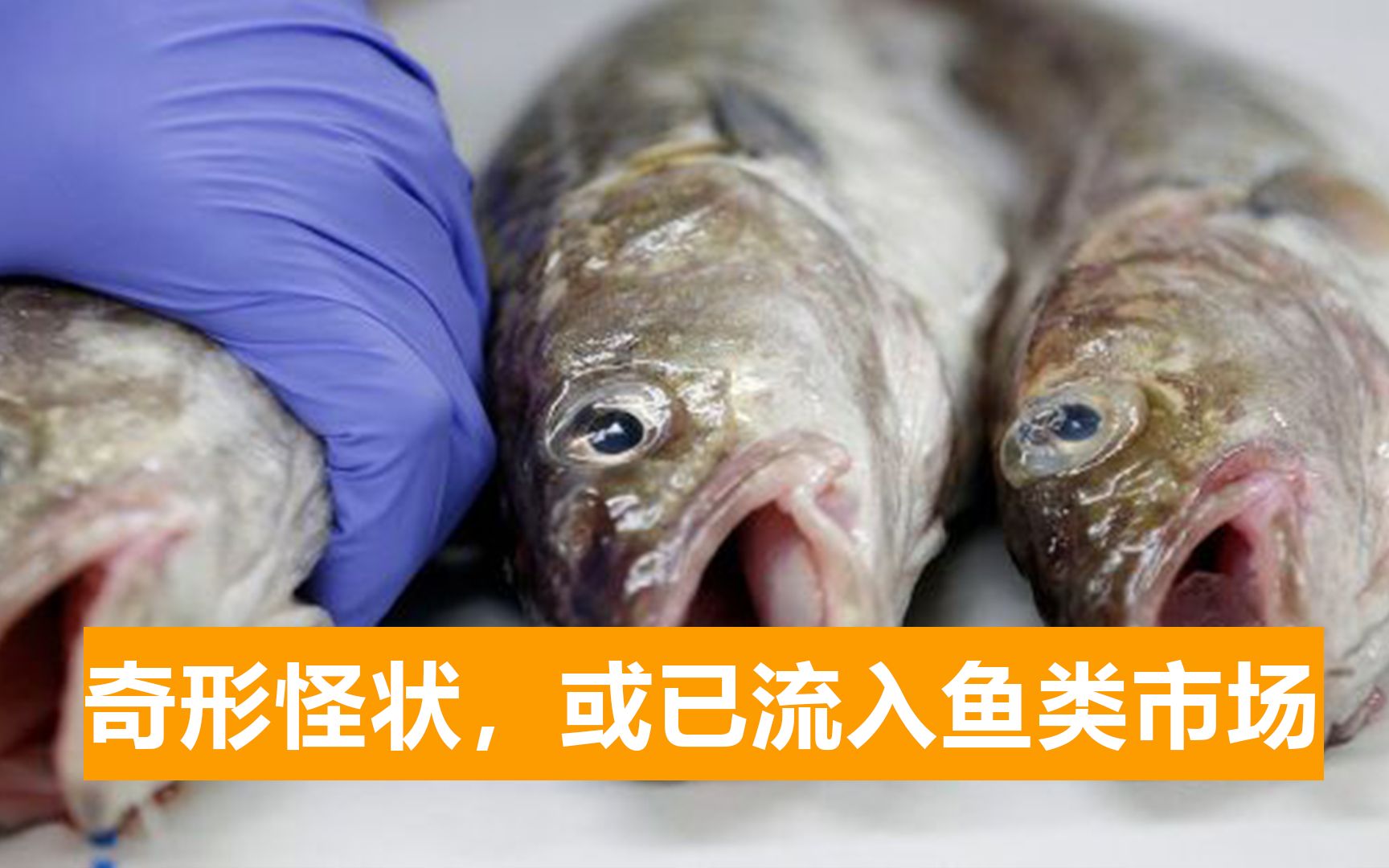 日本福岛打捞一条鱼，放射性物质超10倍，官方：或曾进出核电站港