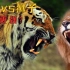 雄狮与老虎正面刚，究竟谁更厉害？老虎真的能碾压狮子吗？