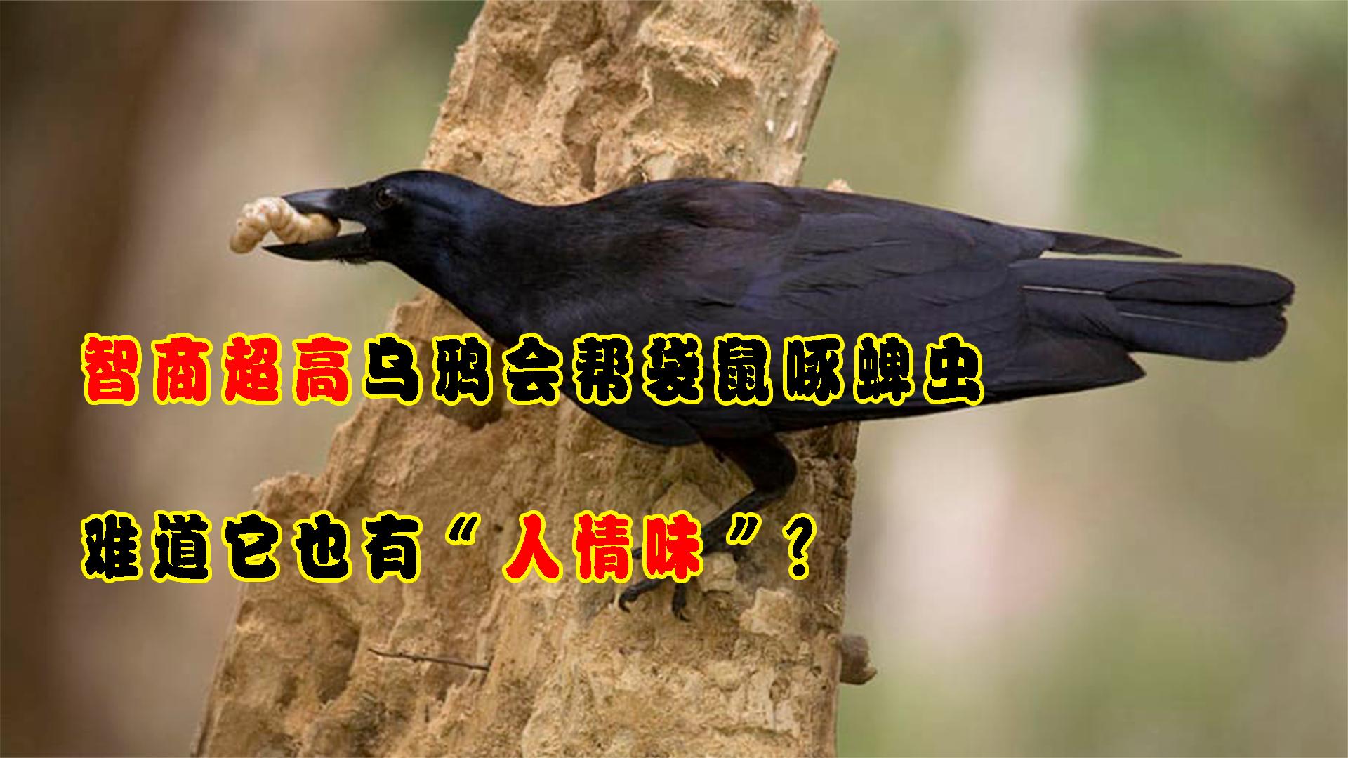智商超高的乌鸦，会帮袋鼠啄掉蜱虫，难道它也有“人情味”？
