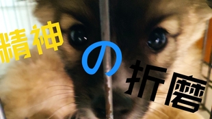 64f6b3abedfb79c8255f8bb7e6bb1c404f9ad57b.jpg@310w_174h_1c_100q.jpg