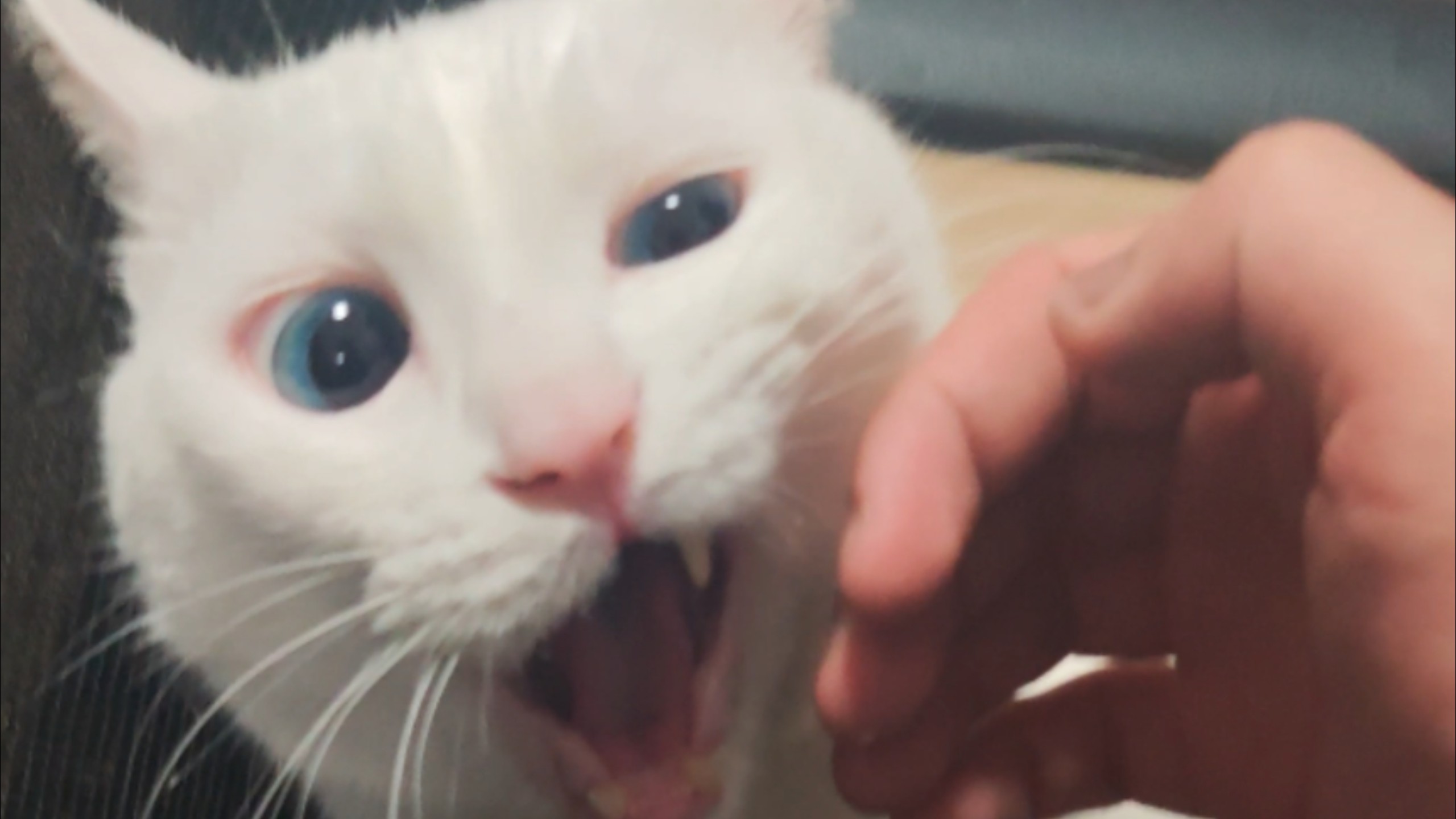 用嘬嘬嘬让猫原谅我一百次