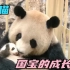 国宝-熊猫宝宝的成长日记 纪录片