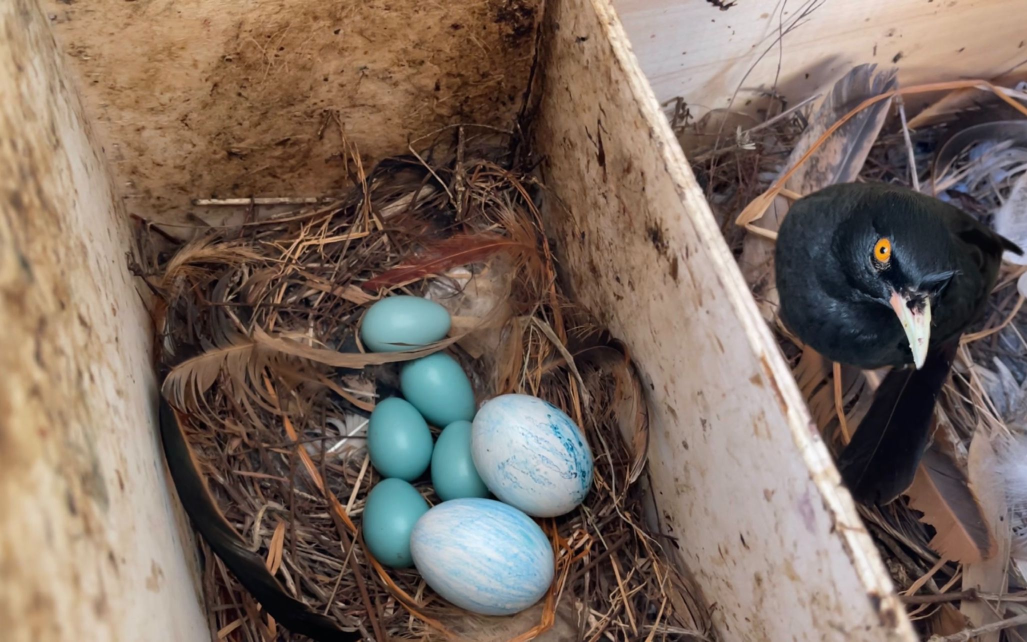 把鸽子蛋放到八哥鸟窝里，让八哥帮忙孵化，希望能孵出小鸟