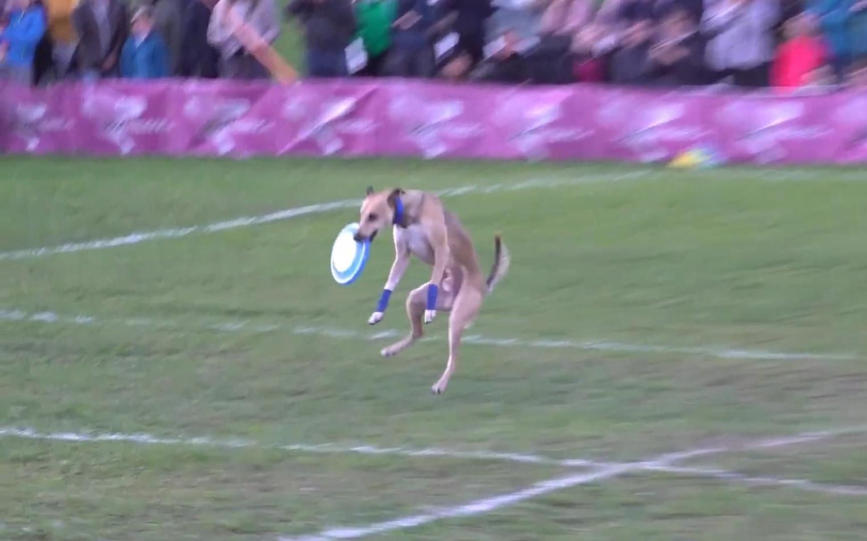 【飞盘狗】来报恩的冠军小狗！Shaun & Goldrush