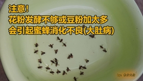 蜜蜂正常采蜜不采花粉的原因 65633c0bc0eecf04e7bdf2de2ba1a298d31d64e5.jpg@280w_158h_1c_100q.jpg