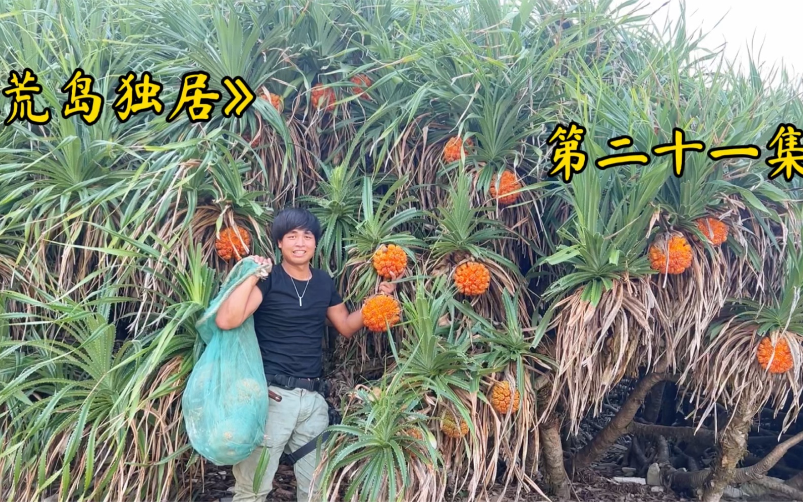 小伙在荒岛上 发现硕果累累的野菠萝都熟透了 您们吃过吗？