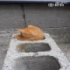 网友在路上偶遇一只橘色小奶猫猫，于是就......