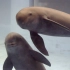 【中国珍稀物种系列纪录片】——长江江豚