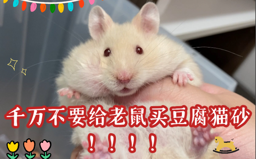 千万不要给老鼠买豆腐猫砂！！！！