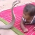 2岁幼童被眼镜王蛇连咬四口，最后蛇都往后缩怕了