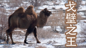 同款直播背景音乐 65caaed28ab901e56b89dd35db2fa09ecea58831.jpg@280w_158h_1c_100q.jpg