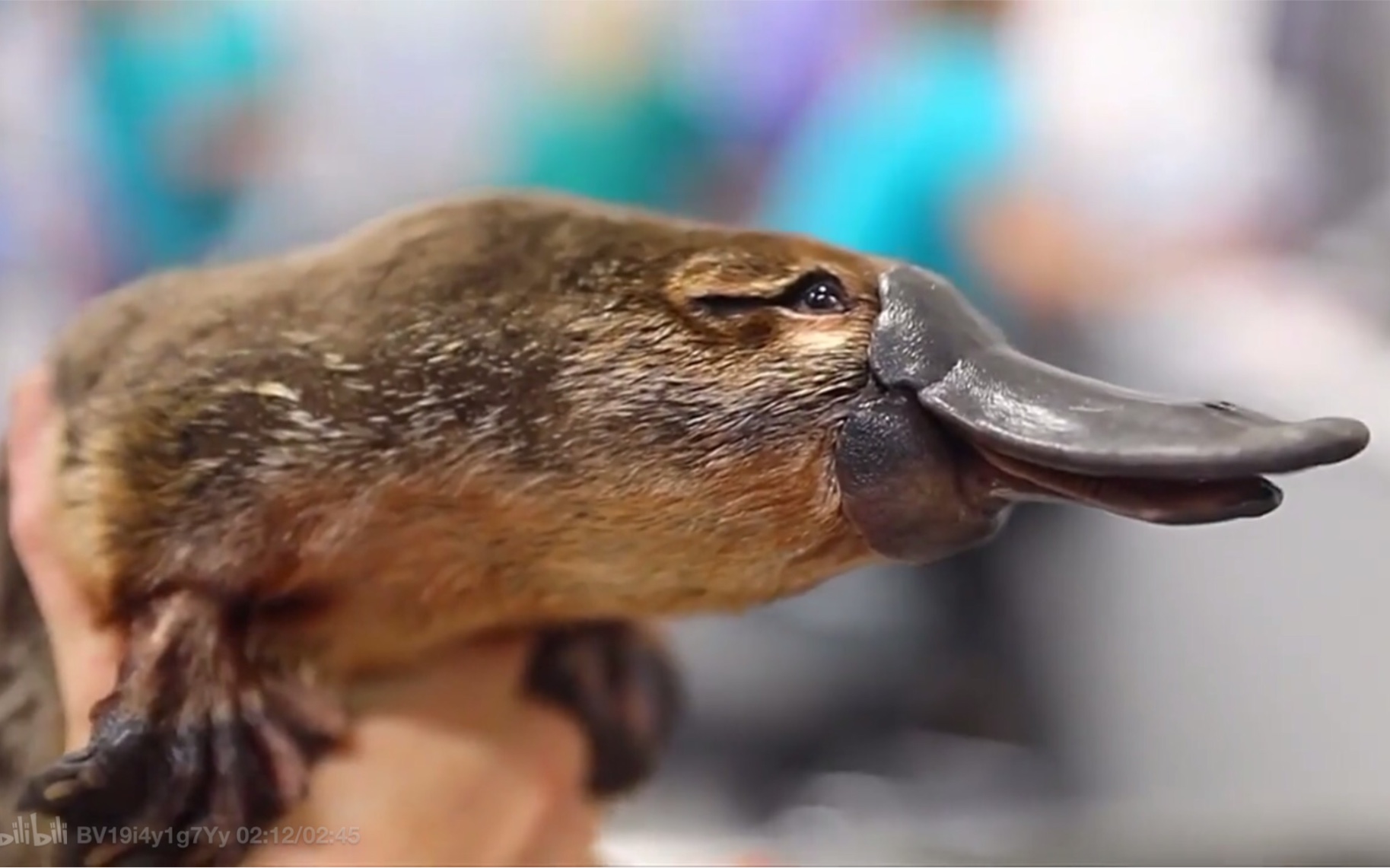 中国发现生活在2.48亿年前的“鸭嘴兽” - 知乎