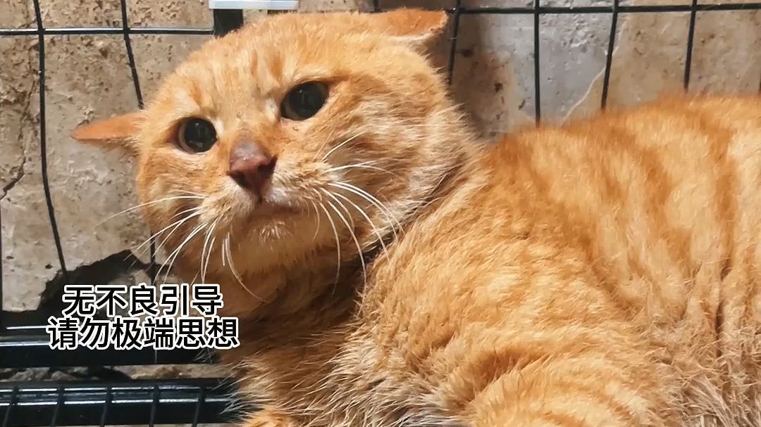 恶霸大橘65-流泪成长史