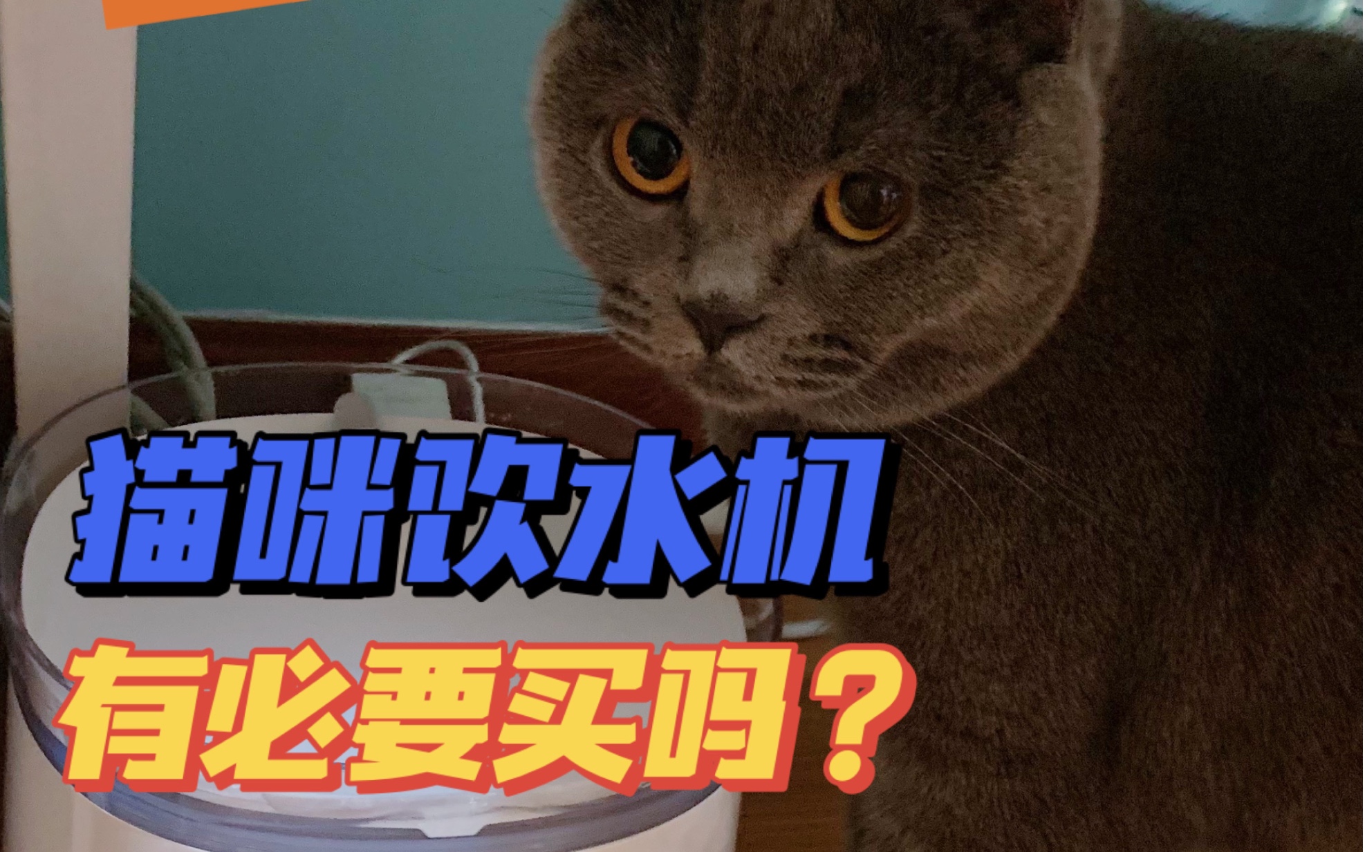 排雷！！猫饮水机有必要买吗？雷点吐槽买前必看