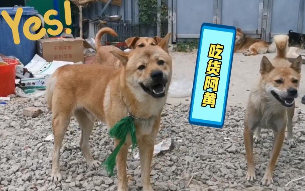 有吃货田园犬阿黄在,小狗崽子只有围观的份!