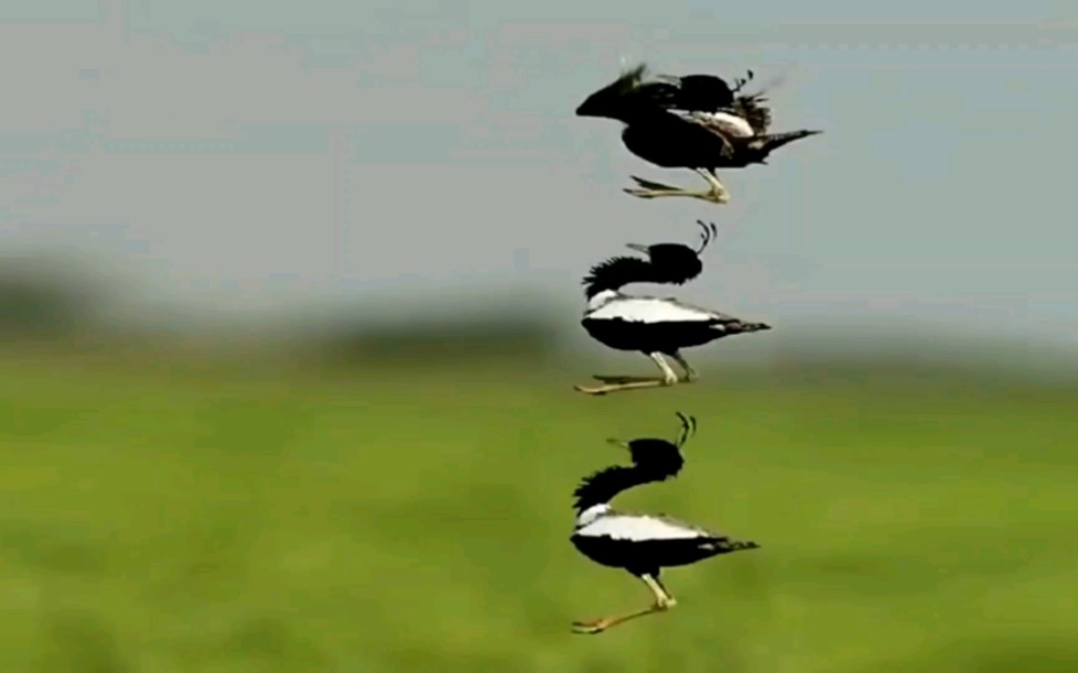 姬鸨。示爱舞姿空前绝后。