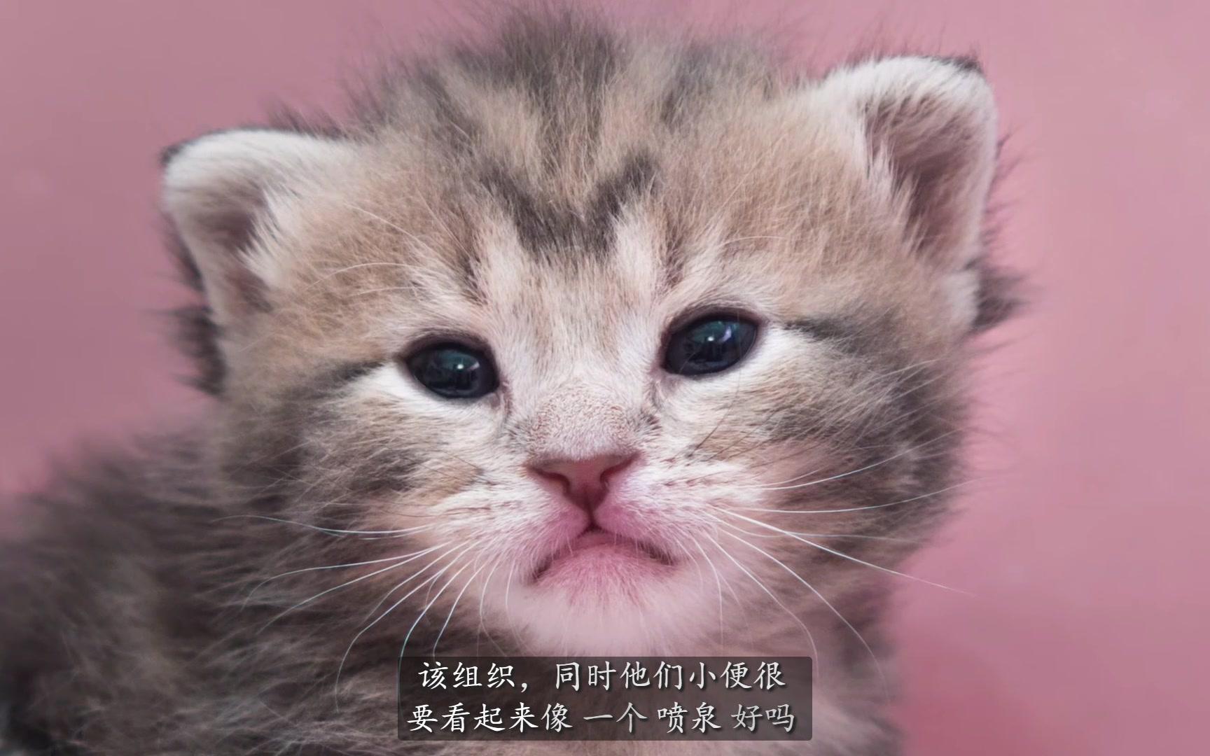 【萌宠】如何区分小猫咪的公母 - how to tell the sex of a kitten!