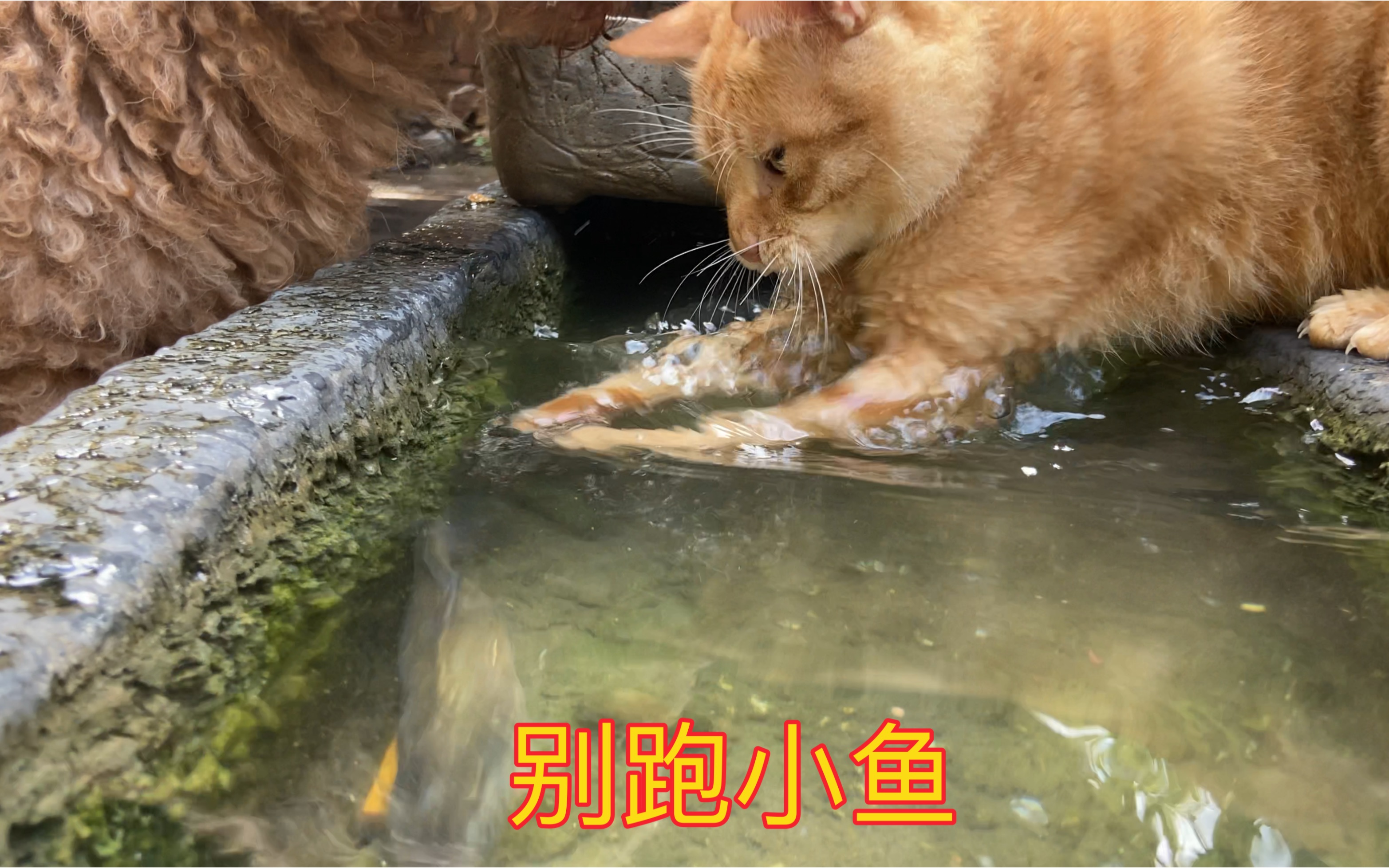 橘猫小黄皮抓鱼现场